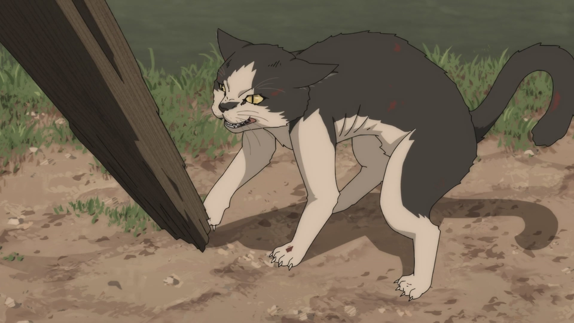 津軽救下了被居民當作妖怪的野貓 image