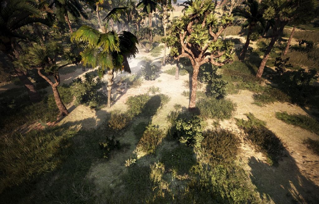 阿利赫椰子森林 image