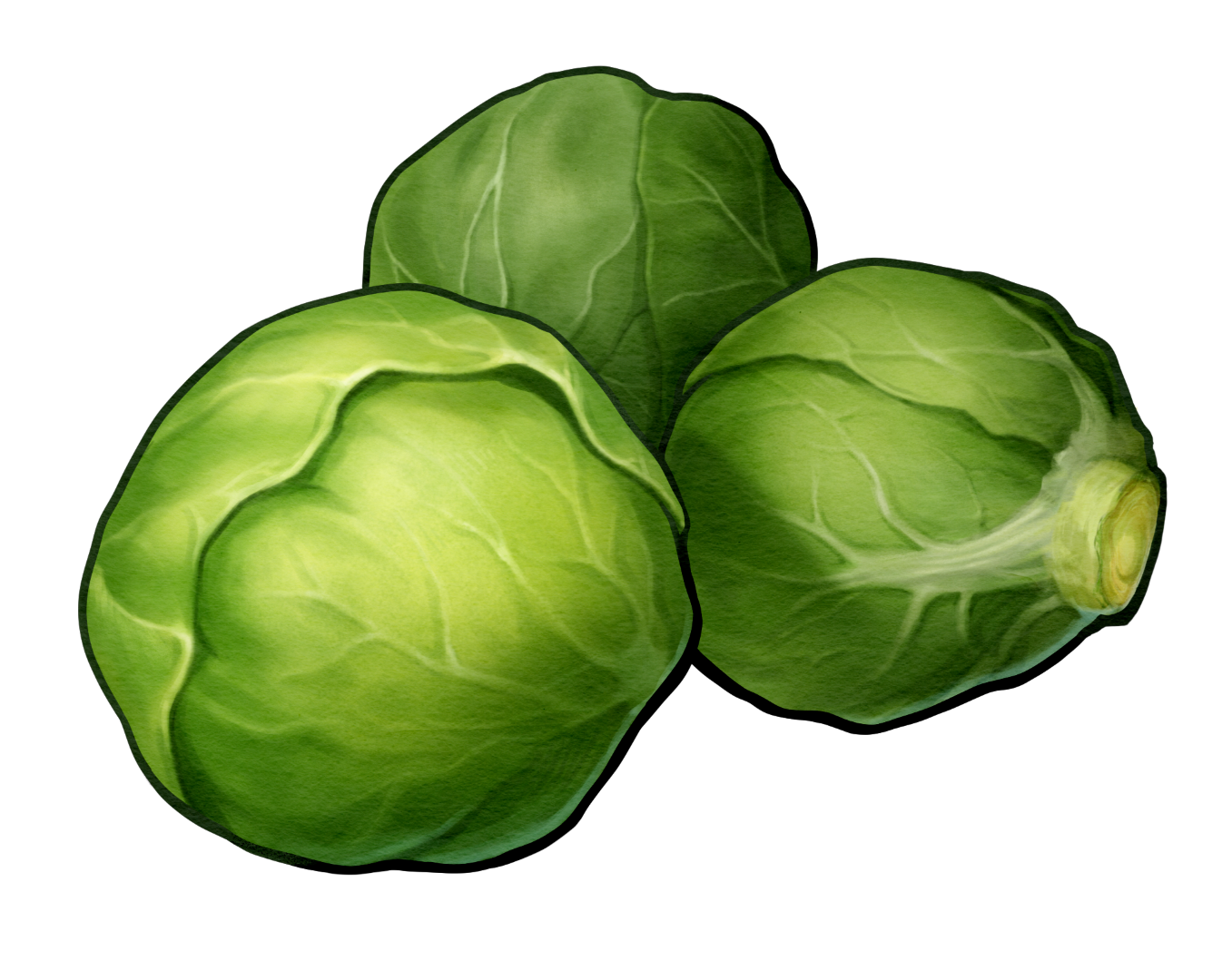 艾爾貞高麗菜→艾爾貞高麗菜燉肉湯 image