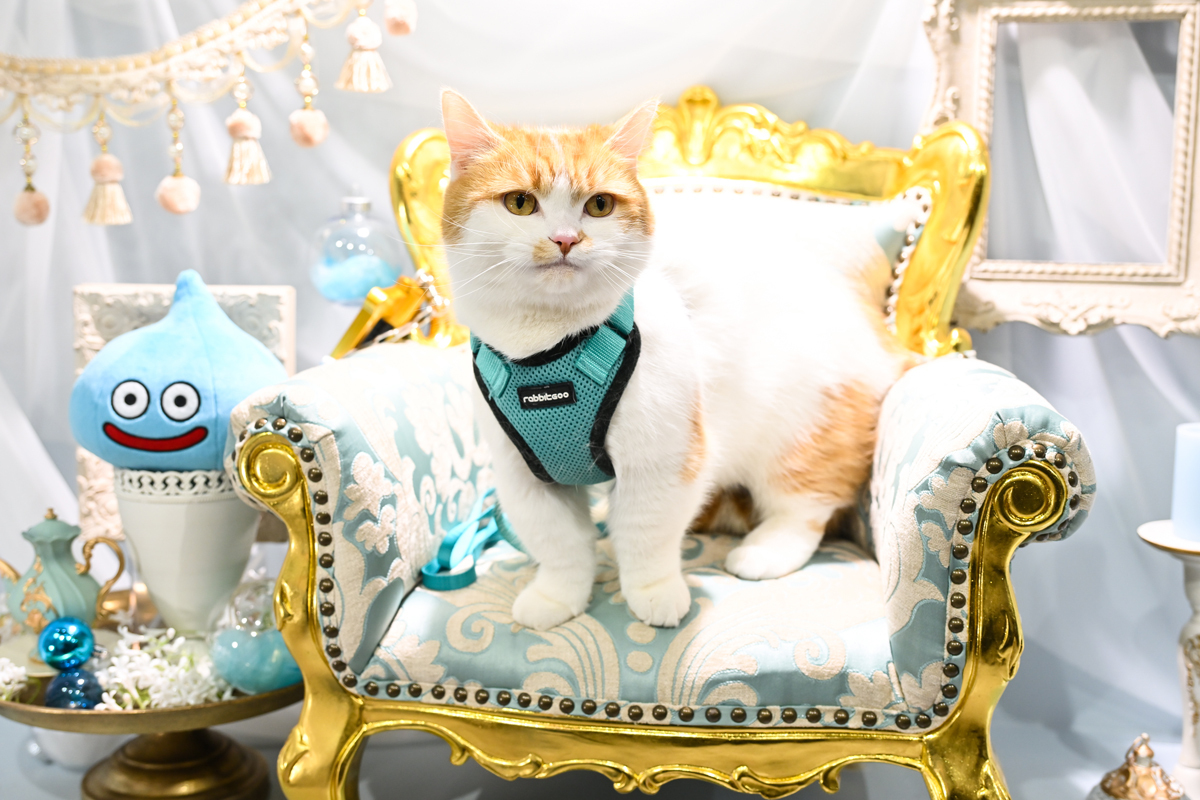 圖:去年協助拍攝照片,只是作為普通入場來賓的主子們 (C)SQUARE ENIX (C)ARMOR PROJECT/BIRD STUDIO/SQUARE ENIX (C)Disney ※ 以上權利標記為周邊商品的標記,而非狗狗與貓咪的權利標記 image