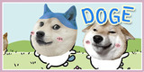 DOGE柴犬社:Doge tv永遠普級