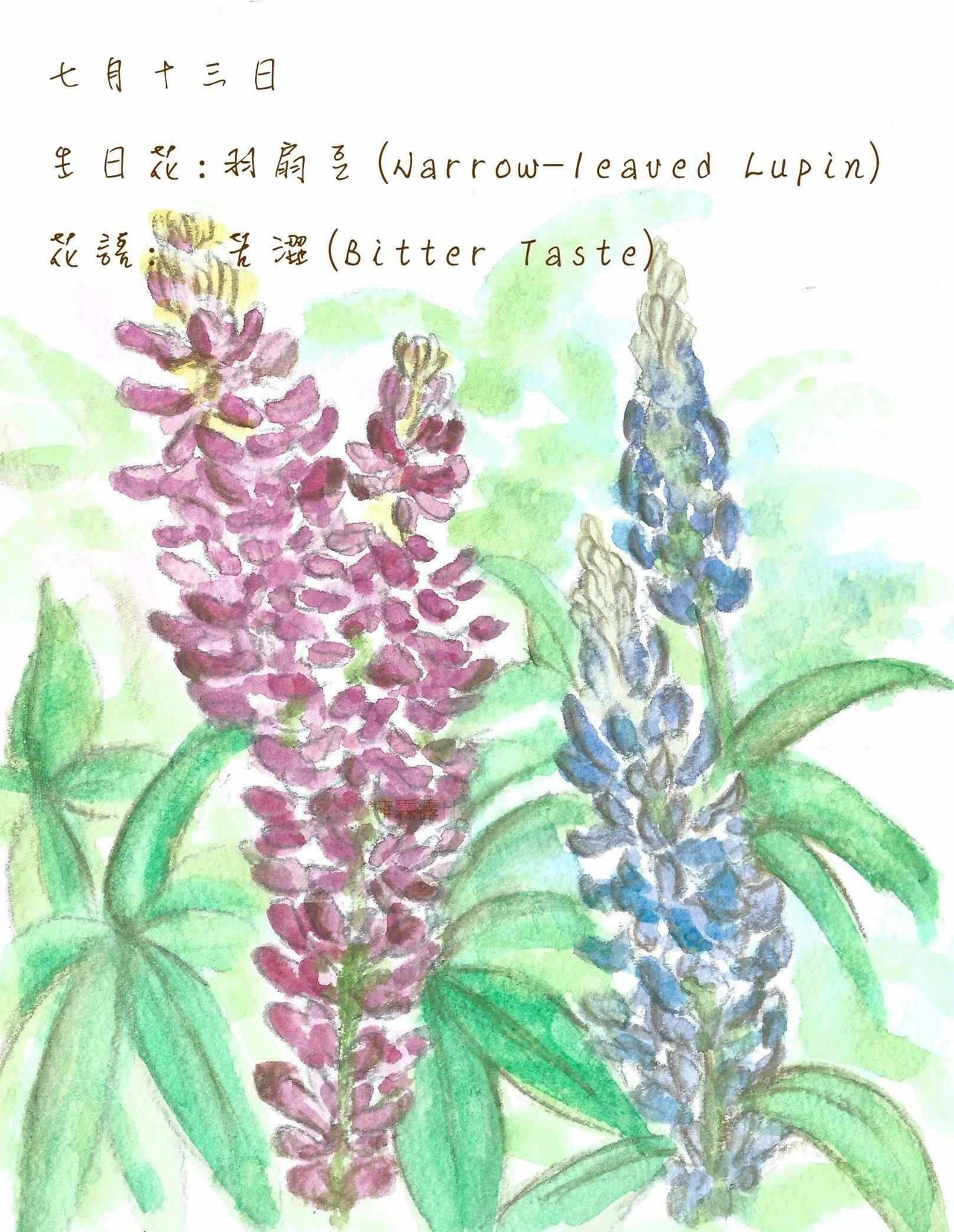 生日花 致7月13日的你 Justarabbit的創作 巴哈姆特