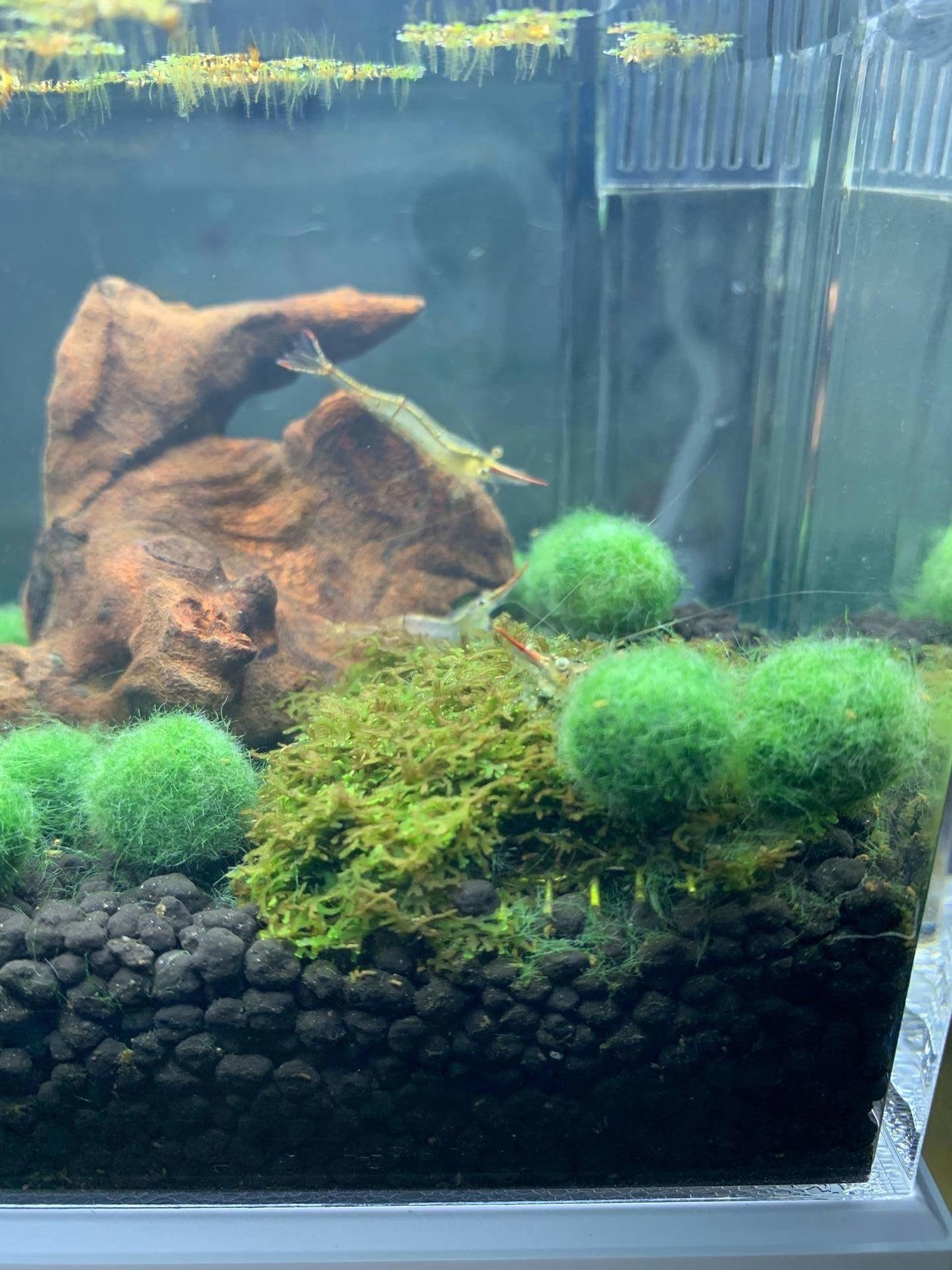 綠藻球生活 31 Zzc12的創作 巴哈姆特