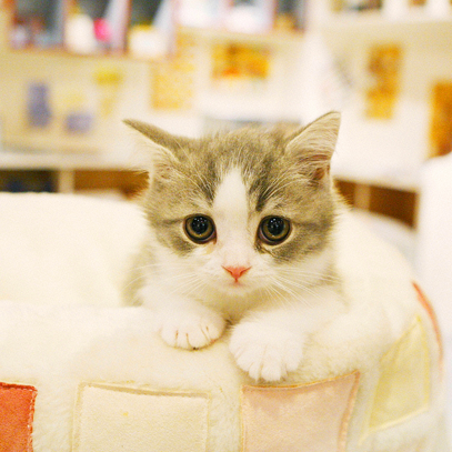 工具 特殊符號 表情符號 Ruoxue的創作 巴哈姆特