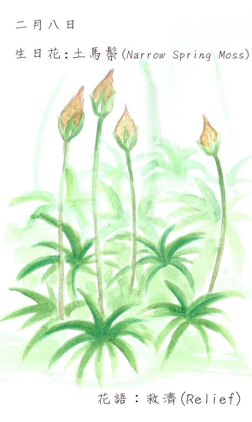 生日花 致2月8日的你 Justarabbit的創作 巴哈姆特