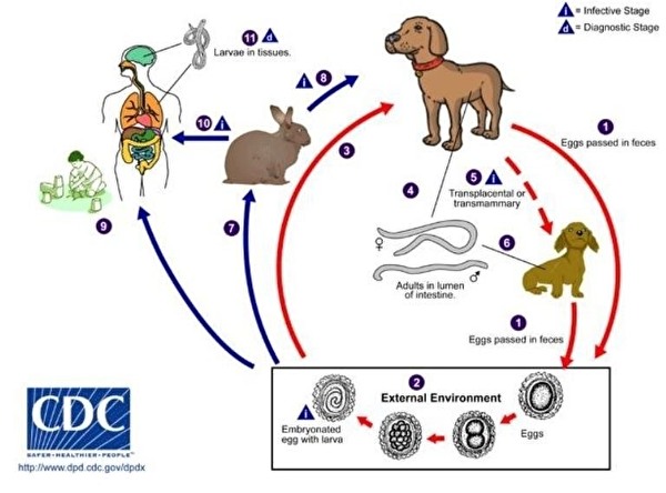 成人肺トキソカラ症8例 イヌ回虫 犬蛔蟲 Toxocara Canis 猫回虫 貓蛔蟲 Toxocara Cati Emeke6608的創作 巴哈姆特