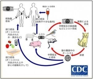 突然キレる人は猫の寄生虫感染率が通常の倍 トキソプラズマ 弓形蟲感染症 Emeke6608的創作 巴哈姆特