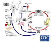 犬猫をたくさん飼った末に起きた 惨状 の数々 アニマルホーダー トキソプラズマ Emeke6608的創作 巴哈姆特