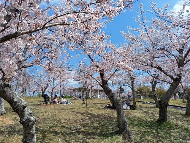 [遊記] 山口常盤公園(家族賞櫻旅遊心得)