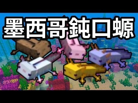 Minecraft麥塊 麥塊墨西哥鈍口螈的基本知識稀有藍色蠑螈取得說明 H的創作 巴哈姆特