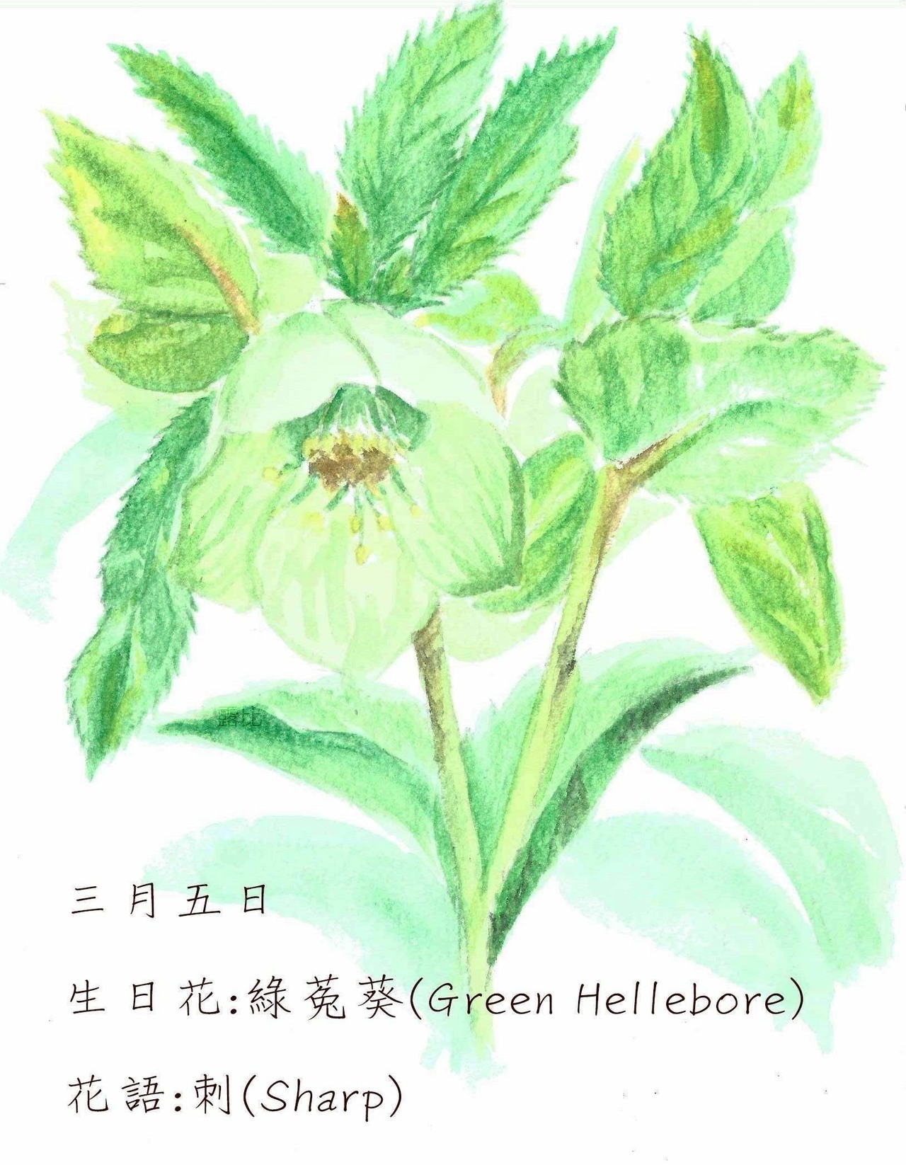 生日花 致3月5日的你 Justarabbit的創作 巴哈姆特