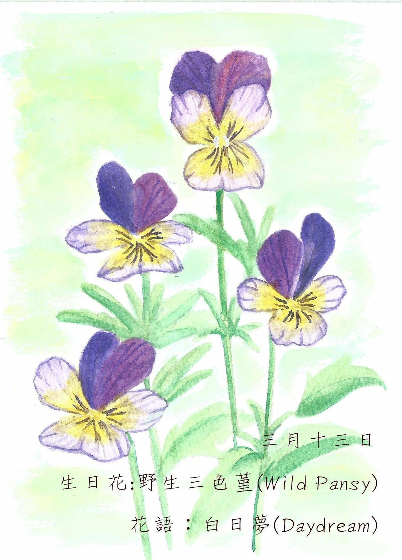 生日花 致3月13日的你 Justarabbit的創作 巴哈姆特