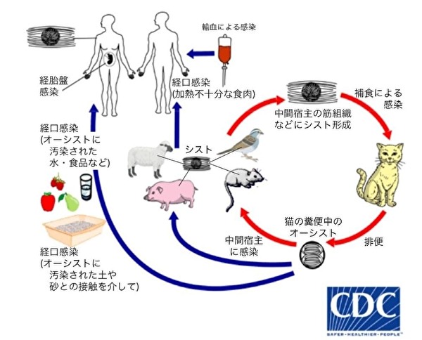 殺人 ６９歳男 大家を刺殺野良猫への餌注意され トキソプラズマ 弓形蟲感染症 Emeke6608的創作 巴哈姆特