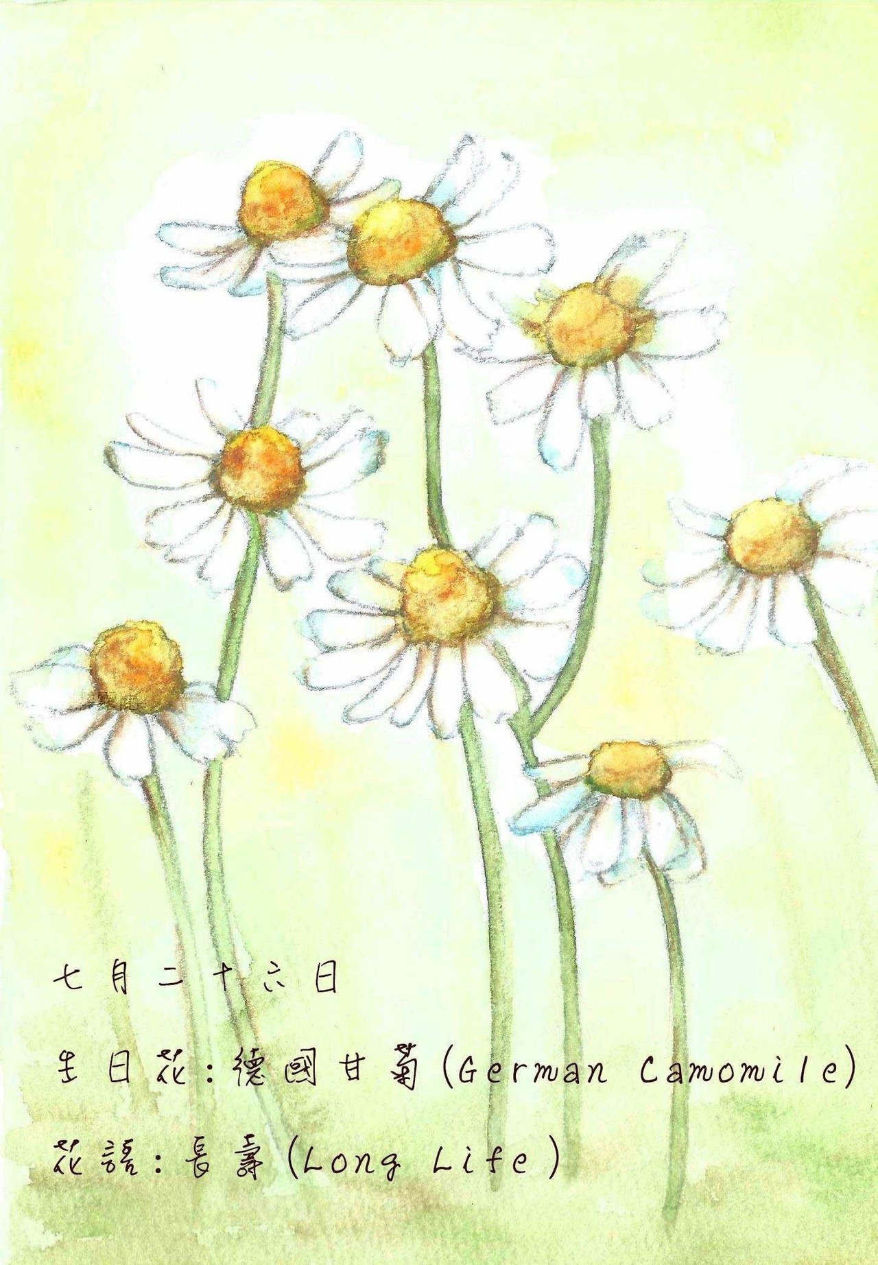 生日花 致7月26日的你 Justarabbit的創作 巴哈姆特