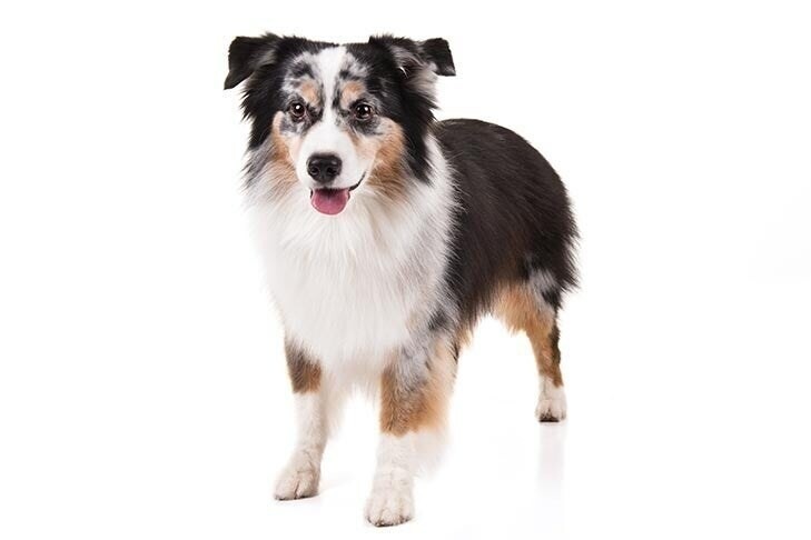 迷你美國牧羊犬(Miniature American Shepherd)。 - a24680135790的創作 - 巴哈姆特