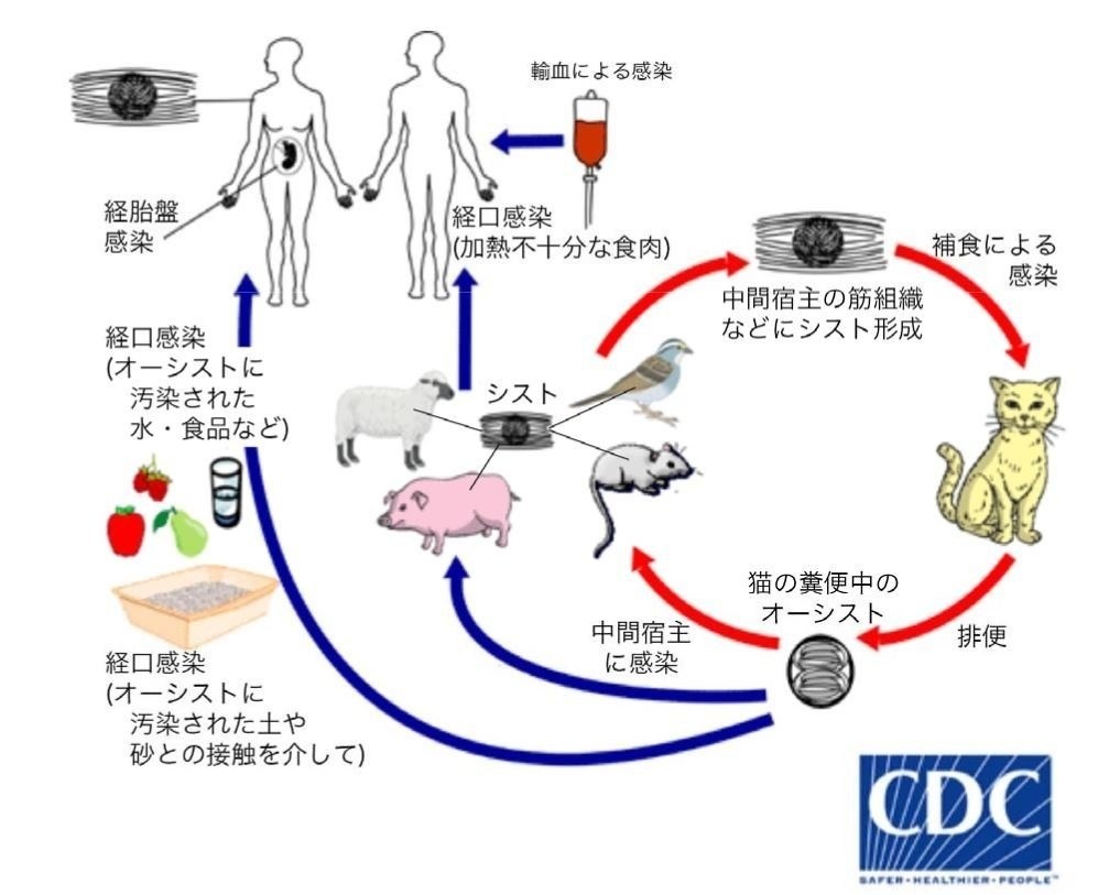 また貓愛誤が無責任な大量繁殖そしてまた保護猫で商売している トキソプラズマ Emeke6608的創作 巴哈姆特