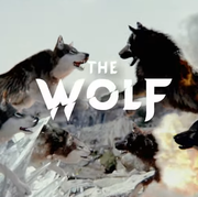 狼 The Wolf,The Wolf