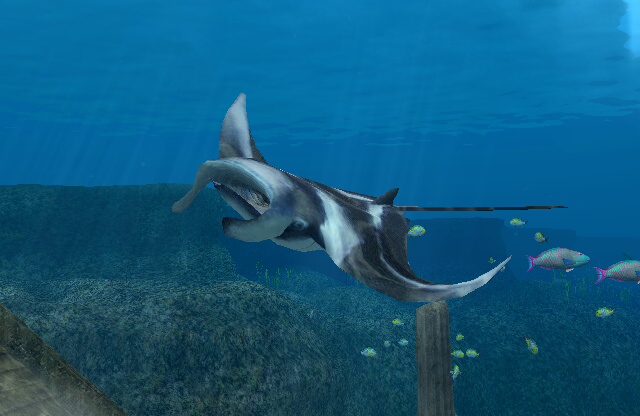 目录 カスザメ japanese angel shark トビエイ  マンタ manta ray カ